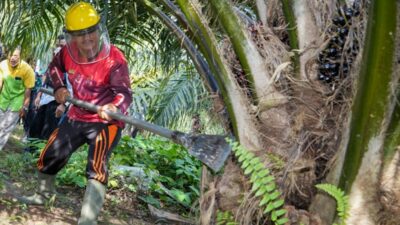 Presiden Jokowi Minta Norwegia Hentikan Diskriminasi Sawit dalam Pertemuan di Istana