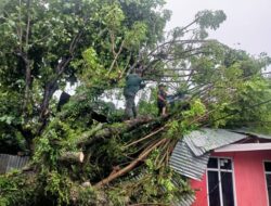 Pohon Tumbang Timpa Rumah dan Toko di Kota Padang