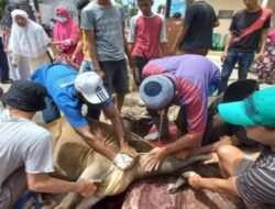 DPP Bukittinggi dan MUI Gelar Sosialisasi Penyembelihan Kurban