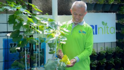 Didukung BRINita, kelompok tani ini sulap lahan terbengkalai jadi produktif.