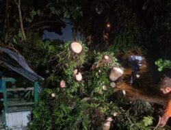 Pohon Tumbang Sisi Negatif Cuaca Ekstrem di Sumatera Barat