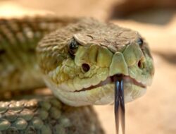 Insiden Unik di Bihar, Pria Gigit Balik Ular yang Menyerangnya Hingga Tewas