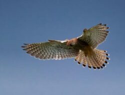 Elang Peregrine, Pesona Burung Tercepat di Dunia