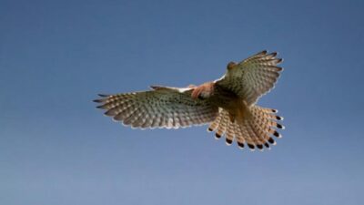 Elang Peregrine, Pesona Burung Tercepat di Dunia