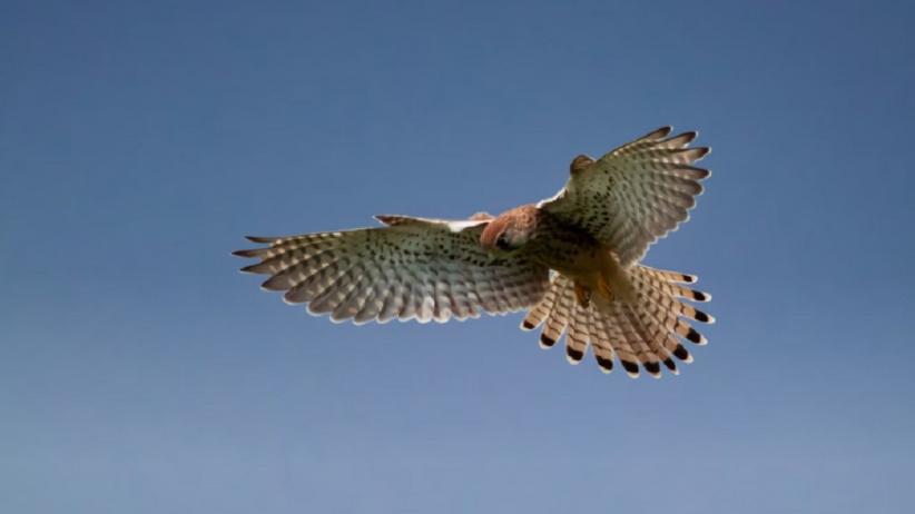 Elang Peregrine