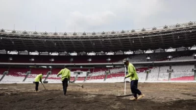 Stadion Utama Gelora Bung Karno tengah revitalisasi rumput lapangan jelang laga kandang Timnas Indonesia.