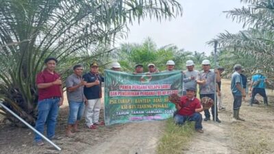 Produktivitas Kelapa Sawit Menurun, Pasaman Barat Lakukan Peremajaan
