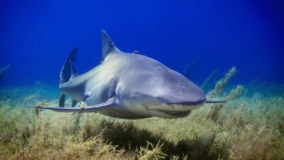 Penelitian Ungkap Alasan Sebenarnya di Balik Serangan Hiu