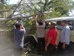 Pohon Kedondong Tumbang Tutup Jalan di Padang, Tidak Ada Korban Jiwa