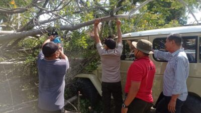 Pohon Kedondong Tumbang