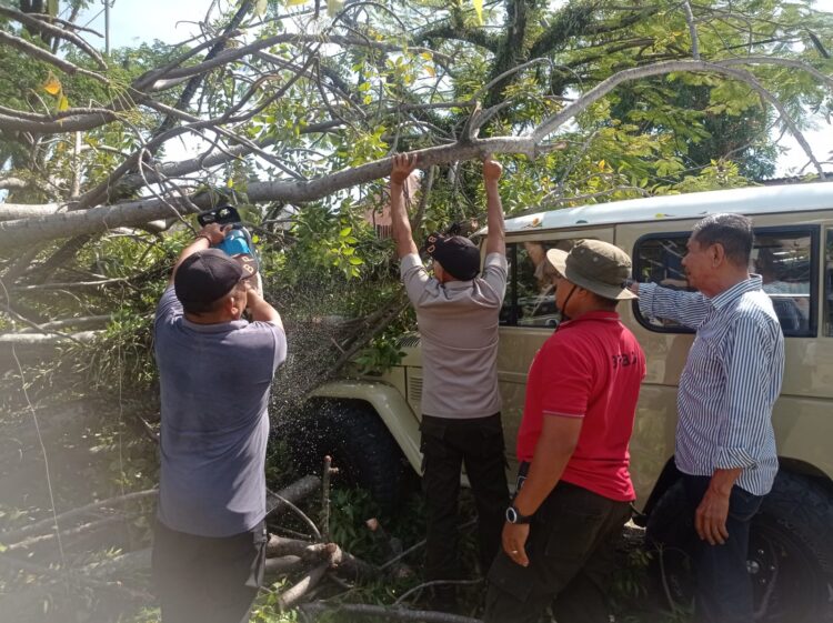 Pohon Kedondong Tumbang