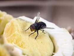 Lalat di Wajah Sebabkan Infeksi dan Kebutaan di China