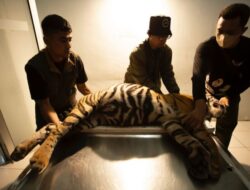 Populasi Harimau Sumatera Kian Menurun