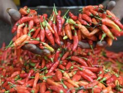 Cabai Rawit Merah Naik Tajam, Kini Rp77.300 per Kg