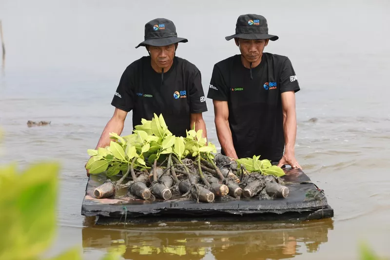Program BRI Menanam - Grow & Green Penanaman menyalurkan bantuan bibit mangrove untuk Poktan di Muaragembong.