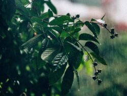 Suara Hujan Terbukti Ilmiah Menenangkan Pikiran