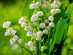 Lily of the Valley: Cantik Tapi Mematikan untuk Anak-anak