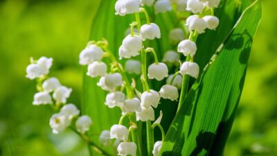 Lily of the Valley: Cantik Tapi Mematikan untuk Anak-anak