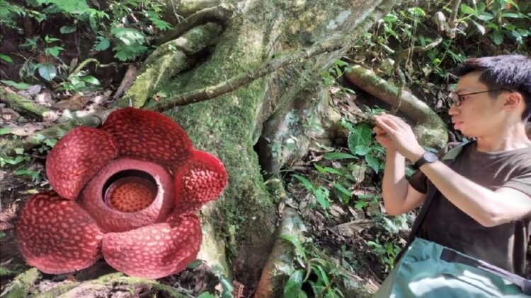 Rafflesia
