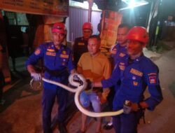 Ular Piton Masuk Rumah di Padang Timur, Warga Lapor Damkar