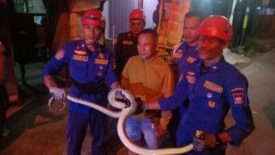 Ular Piton Masuk Rumah di Padang Timur, Warga Lapor Damkar