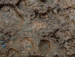 Aktivitas di Ladang Dibatasi, Harimau Sumatra Terlihat di Pasaman Barat