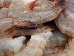 Alergi dan Kolesterol Tinggi, Dua Alasan Kenapa Anda Harus Menghindari Udang