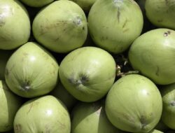 Hidrasi dan Kesehatan Tulang dengan Air Kelapa