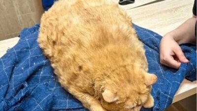 Kucing Berat 17 Kg di Rusia Berjuang Turunkan Berat Badan