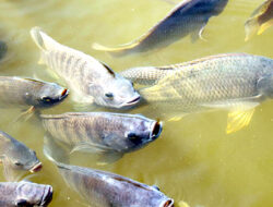 Panduan Lengkap Budidaya Ikan Nila, Dari Pemilihan Bibit hingga Panen