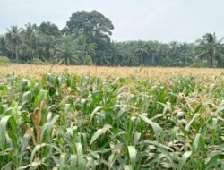 Peluncuran Benih Jagung NK 306 Garuda di Pasaman Barat