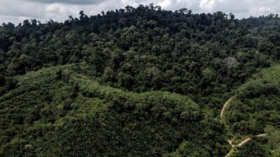 Brasil, Kongo, dan Australia, Negara dengan Hutan Terluas