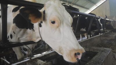 Harga Susu Anjlok, Peternak Sapi Perah China Alami Kerugian Besar