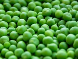 Asparagus dan Kembang Kol, Sayuran yang Harus Diwaspadai