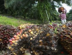 PTPN Group Fokus pada Keberlanjutan dan Inovasi untuk Pertumbuhan Berkelanjutan