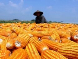 Produksi Jagung Terbesar di Pasaman Barat dari Luhak Nan Duo