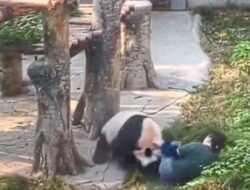 Ding Ding, Panda 9 Tahun, Cakar Penjaga Kebun Binatang