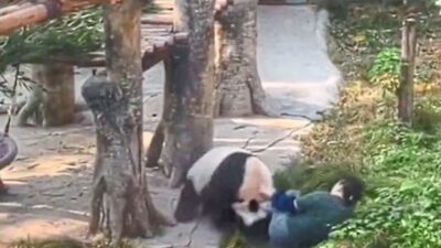 Ding Ding, Panda 9 Tahun, Cakar Penjaga Kebun Binatang