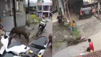 Dicabik-cabik Babi Hutan, Dua Warga Sungai Geringging Dilarikan ke Rumah Sakit