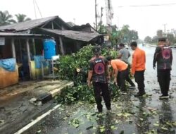 Angin Kencang Dan Curah Hujan Tinggi, Tim BPBD Kota Pariaman Bantu Evakuasi Pohon Tumbang