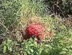 Mayat Terbungkus Kain Merah Ditemukan di Sitinjau Lauik