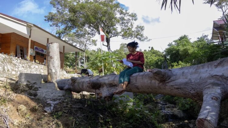 Seorang siswi SMAK Cahaya Logos belajar di atas pohon yang tumbang