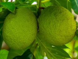 Konsumsi Buah Sukun, Cegah Anemia dan Radikal Bebas