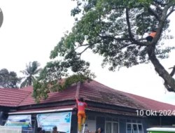 Tindak Lanjut Laporan, BPBD Tebang Pohon Rawan Tumbang di Taram