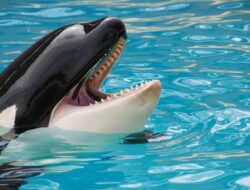 Video Viral, Orca Cipratkan Kotoran ke Penonton di SeaWorld