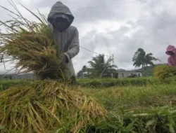 Petani Pariaman Surplus Beras, Pemasaran hingga Riau