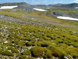 Penelitian, Tutupan Tanaman di Antarktika Mencapai 12 Kilometer Persegi