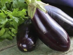 Terong, Sayuran Favorit tapi Tidak untuk Semua Orang