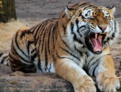 Flu Burung Mengancam Harimau di Kebun Binatang Vietnam