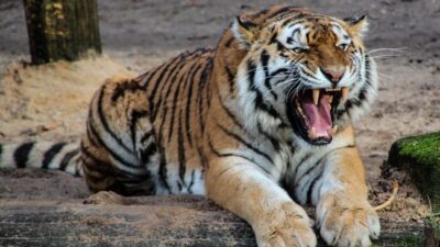 Harimau
